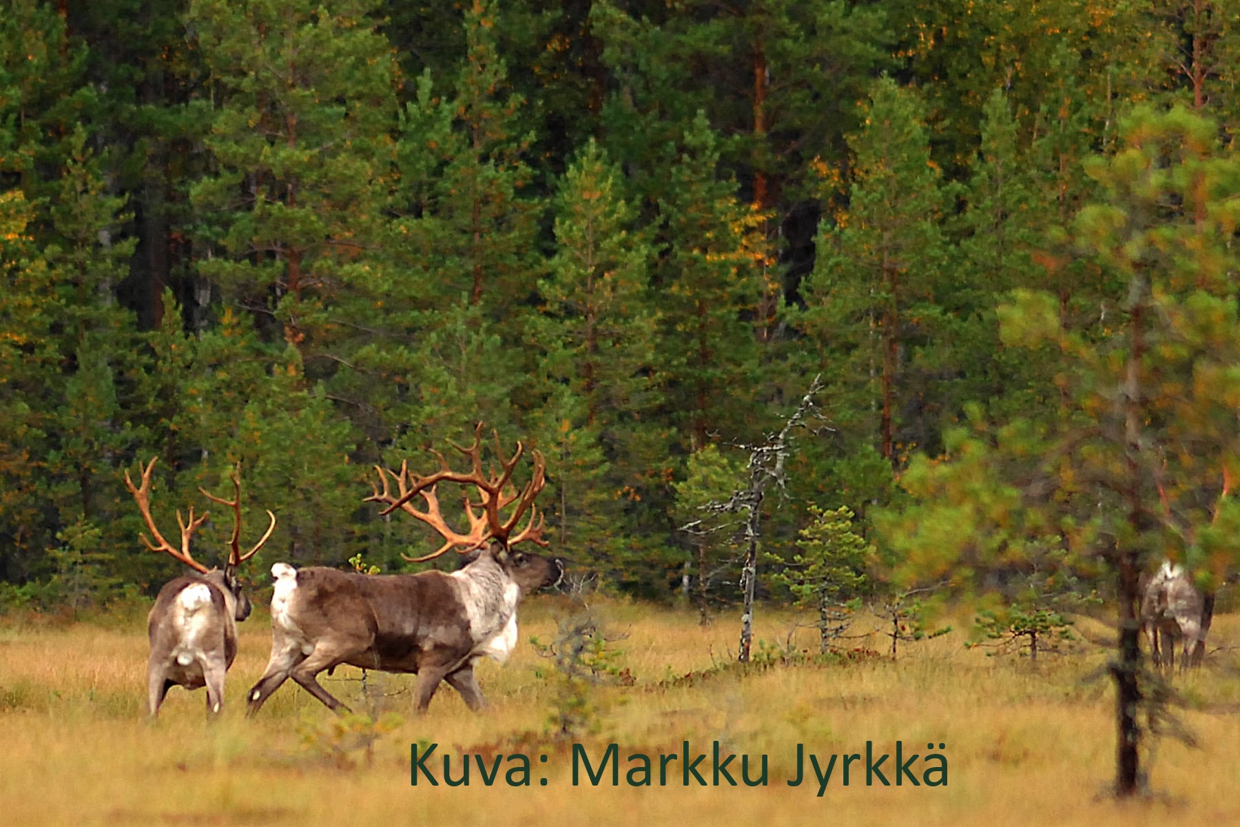 Metsäpeuroja